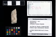 Foto (Objekt + Etikett) von Decapoda indet.  (NHMW-GEO-2014-0194-0147)